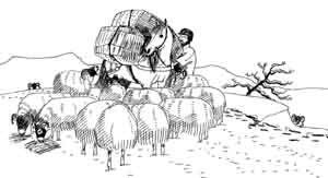 Pony feeding the sheep - and himself